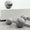 Knob DR101 | Marble | Super White